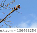 The buds of Kawazu cherry blossoms in front of Inage-kaigan Station are swelling. 136468254