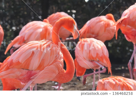 Beni Iro Flamingo Beni Iro Flamingo 136468258