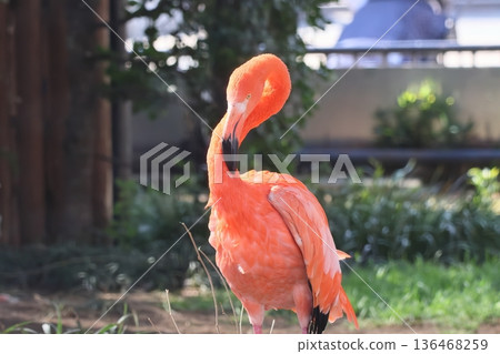Beni Iro Flamingo Beni Iro Flamingo 136468259