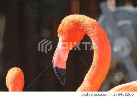 Beni Iro Flamingo 136468260