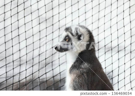 Wolverine lemur Wolverine lemur 136469034