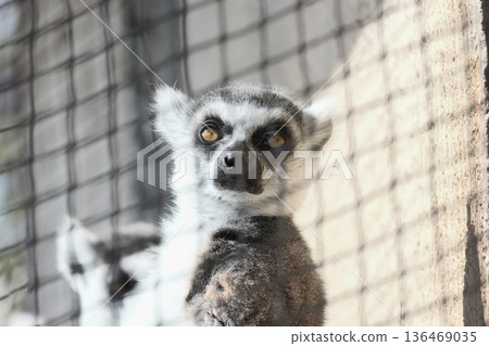 Wolverine lemur Wolverine lemur 136469035