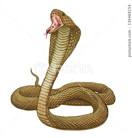 Cobra illustration Cobra illustration 136469154