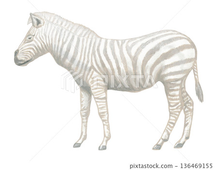 白色斑馬插圖 白色斑馬插圖 136469155