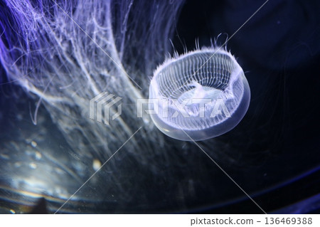 Jellyfish swimming in the aquarium Jellyfish swimming in the aquarium 136469388