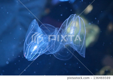 Mysterious jellyfish Mysterious jellyfish 136469389