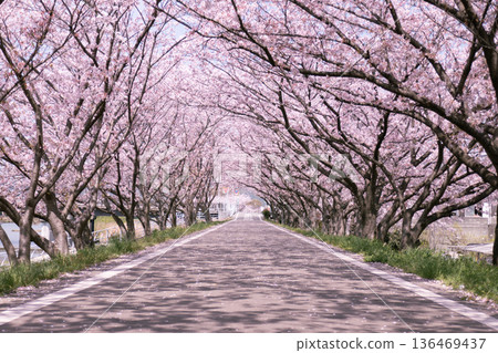 櫻花盛開的道路 櫻花盛開的道路 136469437