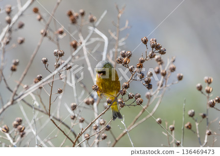 A winter greenfinch resting on a dead branch A winter greenfinch resting on a dead branch 136469473