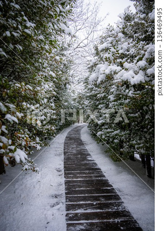 Snowy Kasama City Izumo Taisha Shrine 136469495