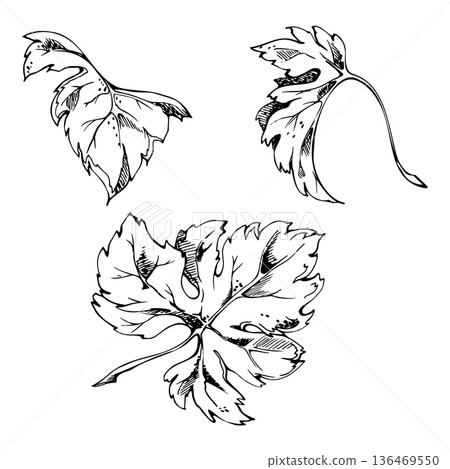 Detailed grape, squash, maple leaf sketch in classic pen and ink engraving style. Rustic winery botanical isolated illustration hand drawn for farm market labels, organic food design, garden prints 136469550