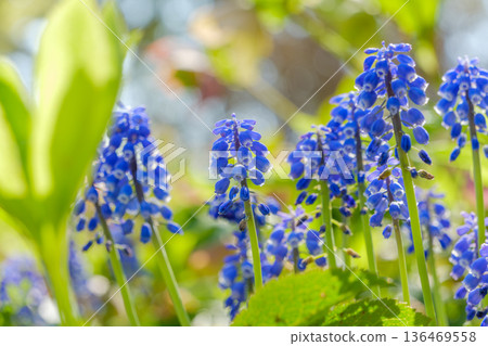 Blue muscari blooming in the soft spring light 136469558