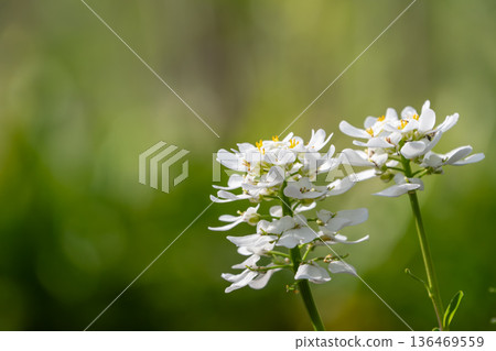 純白色的伊比利亞白花花在明亮的綠色背景下顯得格外醒目。 136469559