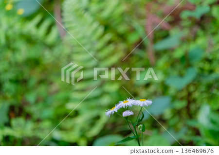 象鼻花在綠色蕨類植物的映襯下盛開 136469676