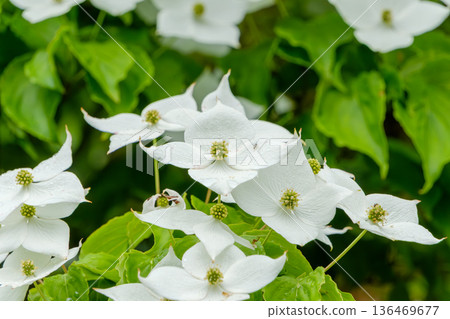 White dogwood blooming in the early summer light White dogwood blooming in the early summer light 136469677