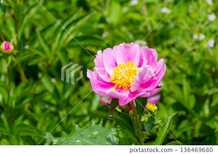 Pink peony flowers stand out against a green background 136469680