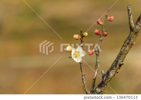 老枝上盛開著一朵潔白的梅花和幾朵紅色的花苞。 136470113