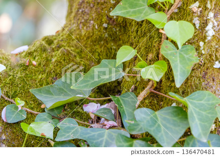Heart-shaped ivy leaves and fresh greenery creeping up a mossy tree Heart-shaped ivy leaves and fresh greenery creeping up a mossy tree 136470481