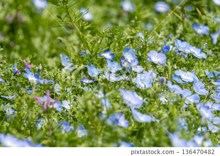 A field of blue nemophila flowers blooming in the spring sunshine A field of blue nemophila flowers blooming in the spring sunshine 136470482
