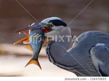 Grey Heron, Ardea cinerea with Freshly Caught Fish in Stromovka, Prague Grey Heron, Ardea cinerea with Freshly Caught Fish in Stromovka, Prague 136470685