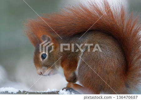 Red squirrel, Sciurus vulgaris in winter Stromovka park Red squirrel, Sciurus vulgaris in winter Stromovka park 136470687