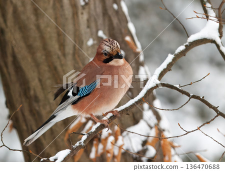 Eurasian Jay, Garrulus glandarius Perched on Snowy Branch in Stromovka Winter Park 136470688