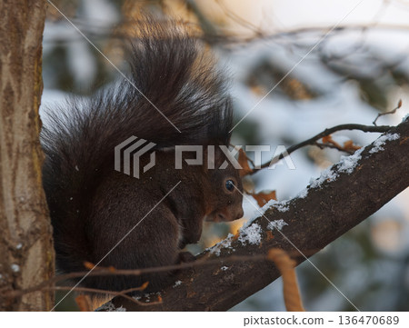 Black red squirrel, Sciurus vulgaris on tree branch in winter park Black red squirrel, Sciurus vulgaris on tree branch in winter park 136470689