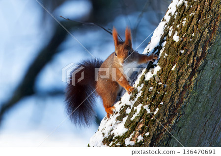 Red squirrel climbing snowy tree trunk in Stromovka park Prague Red squirrel climbing snowy tree trunk in Stromovka park Prague 136470691