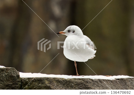 Yellow-legged Gull, Larus michahellis Standing on Snowy Wall in Winter, Calm Coastal Nature Portrait Yellow-legged Gull, Larus michahellis Standing on Snowy Wall in Winter, Calm Coastal Nature Portrait 136470692