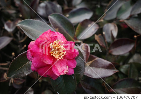 Sasanqua red flowers Sasanqua red flowers 136470707