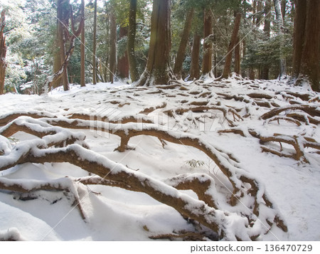雪天鞍馬寺內殿的樹根小徑 雪天鞍馬寺內殿的樹根小徑 136470729