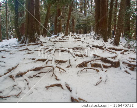 雪天鞍馬寺內殿的樹根小徑 雪天鞍馬寺內殿的樹根小徑 136470731