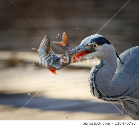 Grey Heron Catching a Roach in Stromovka 136470756