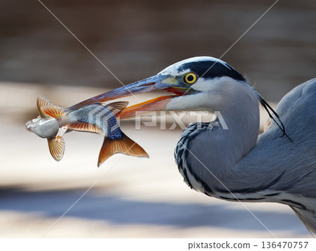 Grey heron capturing fish in close predator action 136470757