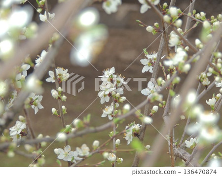 Blossoming branches of an apple or cherry tree visible through the blurred parts of the foreground tree, focus on the background, a postcard with a neutral floral light background on a spring theme Blossoming branches of an apple or cherry tree visible through the blurred parts of the foreground tree, focus on the background, a postcard with a neutral floral light background on a spring theme 136470874