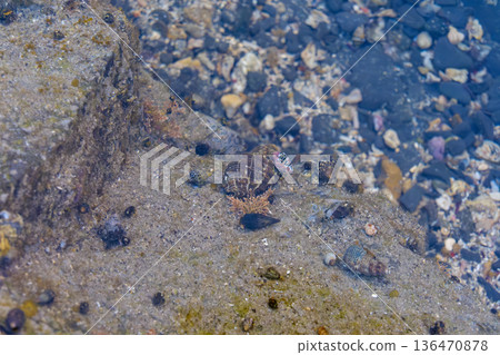 Snails gather on the rocks of a highly transparent tide pool 136470878