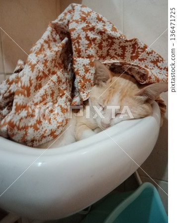 Orange kitten sleeping peacefully in bathroom sink with floral cloth. Orange kitten sleeping peacefully in bathroom sink with floral cloth. 136471725