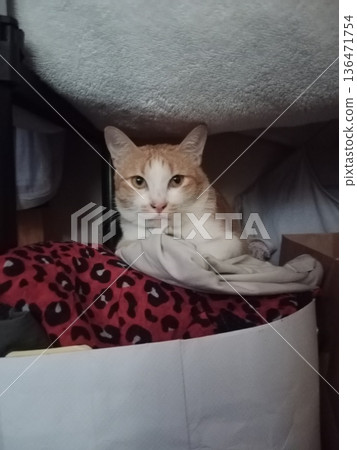Orange and white cat peeking from laundry box. Orange and white cat peeking from laundry box. 136471754