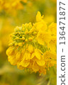 Close-up of vibrant rape blossoms blooming after the rain 136471877