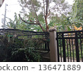 Orange cat sits on fence post in tropical garden. 136471889