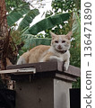 Orange cat with collar sits on concrete pedestal amid tropical plants. 136471890