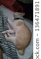 Orange tabby cat sleeping peacefully on bed with collar. 136471891