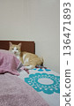 Sleepy orange tabby cat lounging on bed with towel. 136471893