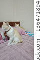 Two adorable cats resting on pink bed. 136471894