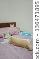 Two orange cats relax on pink towel and bed. 136471895
