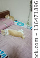 Two orange cats relax on bed with pink towel. 136471896
