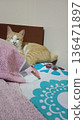 Sleepy orange tabby cat resting on cozy bed with colorful blankets. 136471897