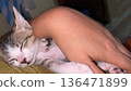 Adorable kitten sleeping peacefully on human arm. 136471899