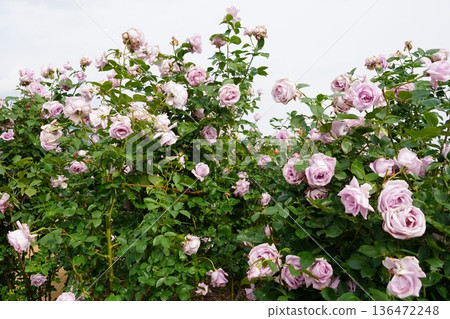Sakaki Chikuma River Rose Park in Sakaki Town, Nagano Prefecture, is a beautiful rose park located on the banks of the Chikuma River, surrounded by mountains. 136472248