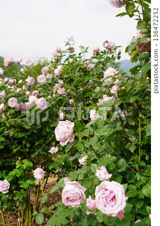 位於長野縣榊町的榊千曲川玫瑰公園，是一座坐落在千曲川岸邊，群山環繞的美麗玫瑰公園。 136472252