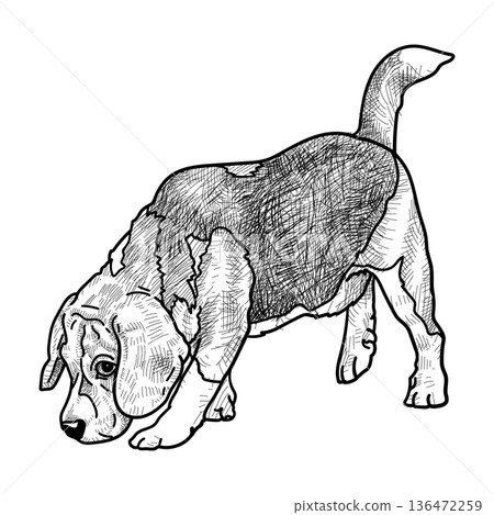 Hand Drawn Shaded Beagle Dog Illustration Hand Drawn Shaded Beagle Dog Illustration 136472259